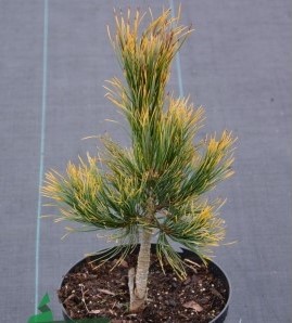 Сосна кедровая Ауреа