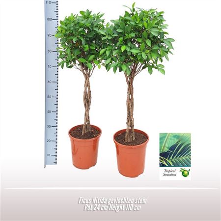 Ficus Nitida S-shape