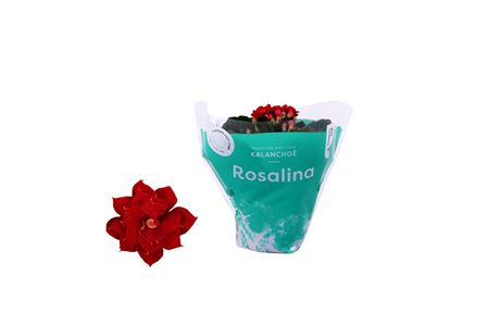 Kal Ros Don Justino Red