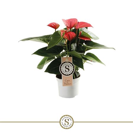 Anth An Pink Champion 4+ (stolk)