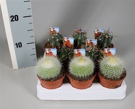 Cactus Mix Luxe Boll  On Row +  Foto-ticket