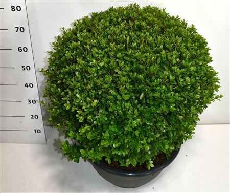 Rhododendron F 14