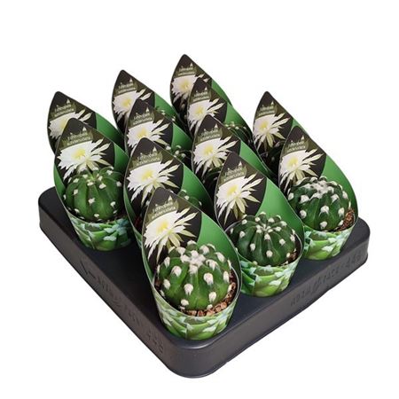 Echinopsis Subdenudata Potcover