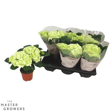 Hydrangea Ma White 2+