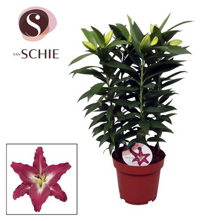 Lilium Or Entertainer 5pp (decorum)