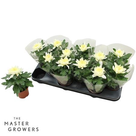 Chrys Deco Cosmo White 1pp