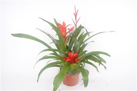 Bromelia Bow Terracotta