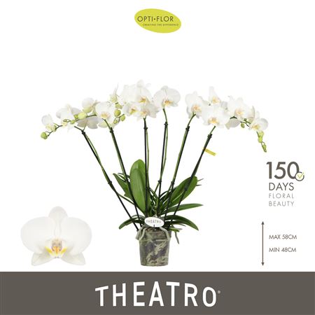 Phal 6st Theatro Jazz 40+ (opti)