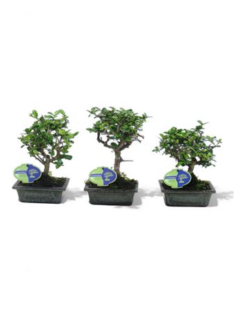Bonsai Carmona Macrophylla Broom Without Drip Tray