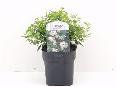Spiraea Jap Albiflora