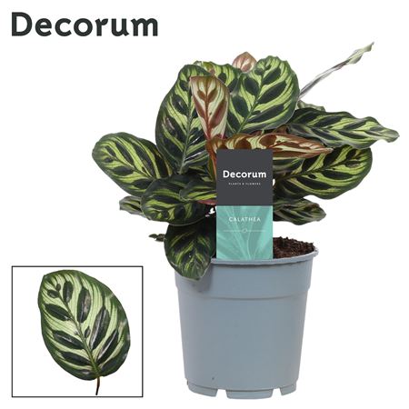 Calathea Makoyana (decorum)