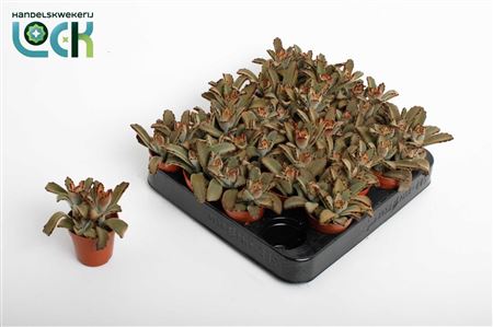 Kalanchoe Tomentosa Brown