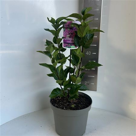 Syringa Vulg Charles Joly