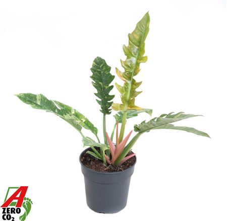 Philodendron Ring Of Fire P19