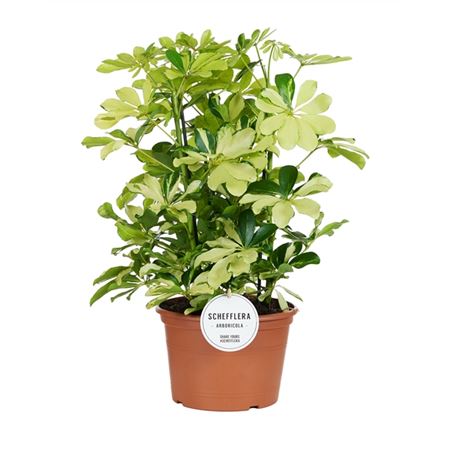 Schefflera Melanie Branched