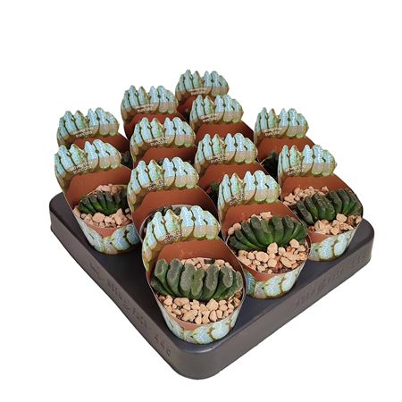 Haworthia Truncata Potcover
