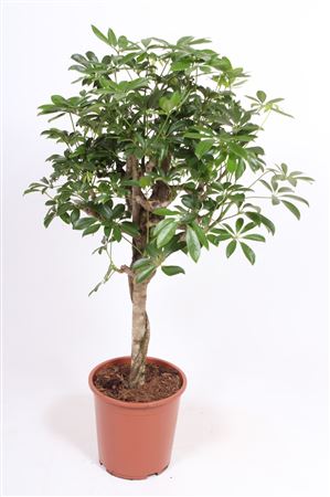 Schefflera Compacta Twisted Stem