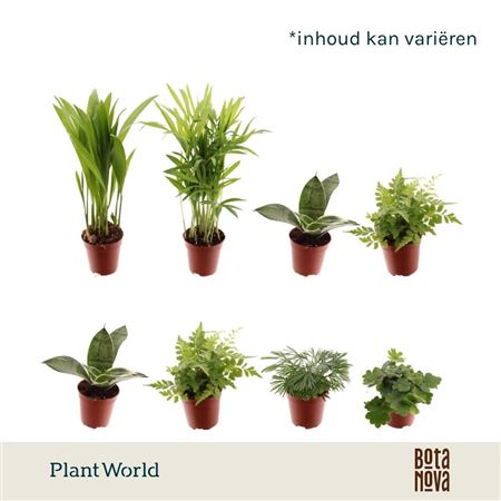 Tiny Happy Family Comfort Mix 5-6srt (decorum