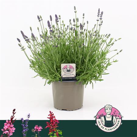 Lavandula Speciosa Ardeche Blue