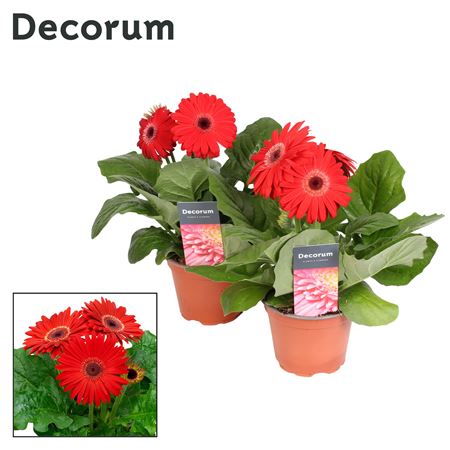 Gerbera Red 2+ (decorum)