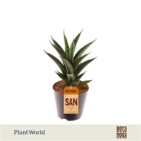 Sansevieria New