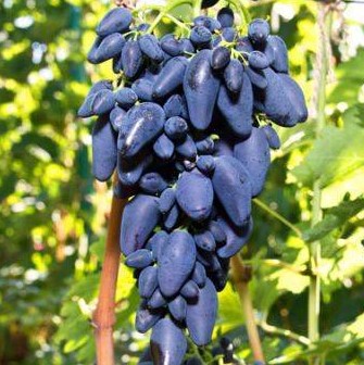 Виноград культурный Викинг в тубе