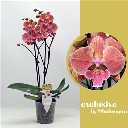 Phal 2st Salmon 18+ (phalaenova)