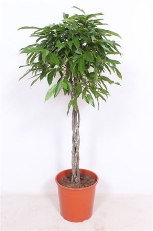 Ficus Bin Amstel King On Twisted Stem