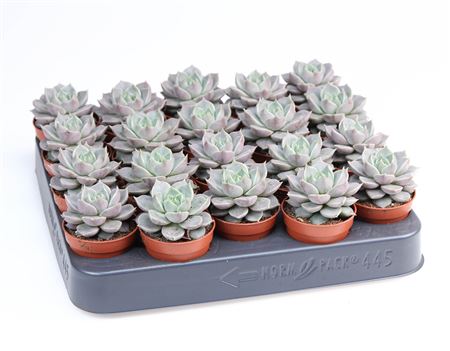 Echeveria Hybrid Marsic