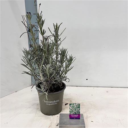 Lavandula An Alba
