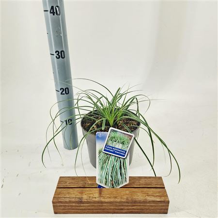 Carex Osh Evercream