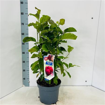 Magnolia Genie