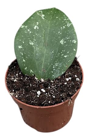 Hoya Glabra Splash