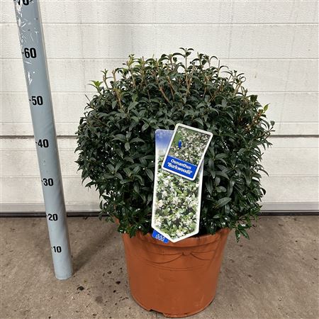 Osmanthus Burkwoodii