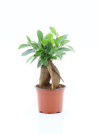 Ficus Microcarpa Retusa