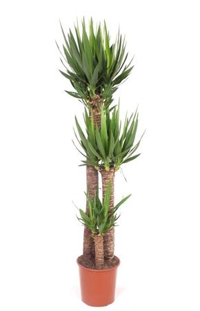 Yucca Elephantipes 120-80-40 Xl