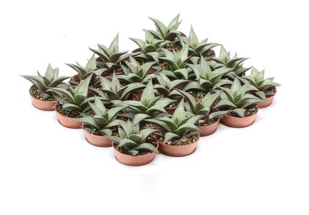 Haworthia Tessellata