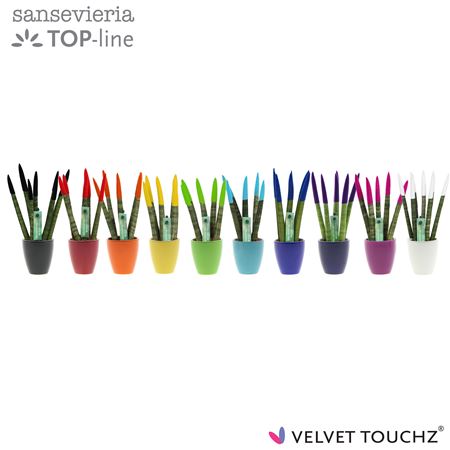 Sansevieria Velvet Touchz Mix