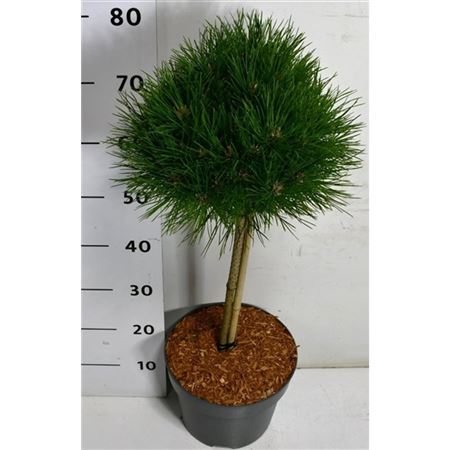 Pinus Nigra Pierrick Bregeon On Stem