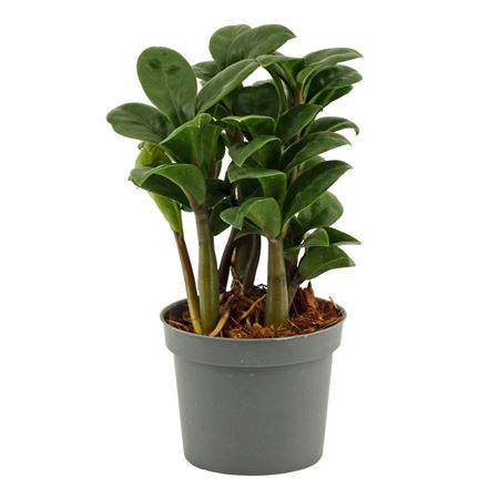 Zamioculcas Zenzi 9 Cm Scenza, 2+ Veren