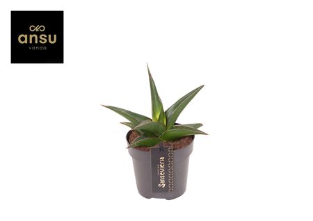 Sansevieria Comet Mini Amazon