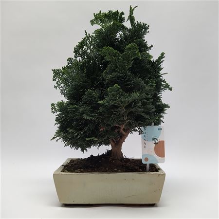 Chamaecyparis Bonsai 'traditional