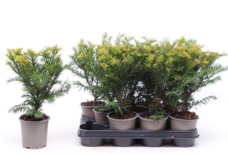 Taxus Baccata Repandens