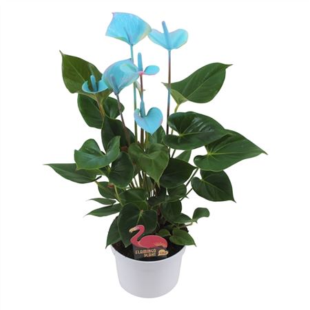 Anth An Blue 4+