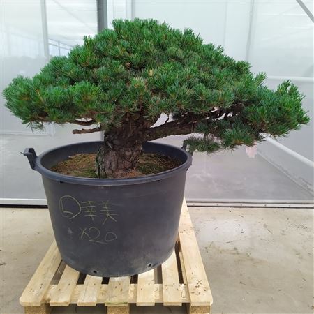 Pinus Parviflora Newaki