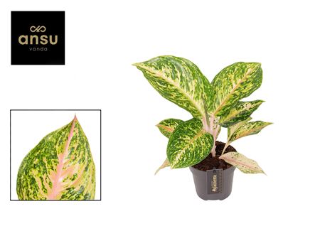 Aglaonema Forest Pink