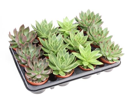 Echeveria Agavoides Mix