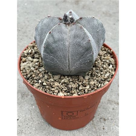 Astrophythum Myriostigma