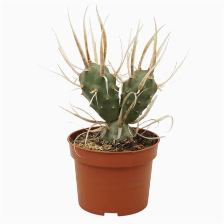 Tephrocactus Papyracanthus