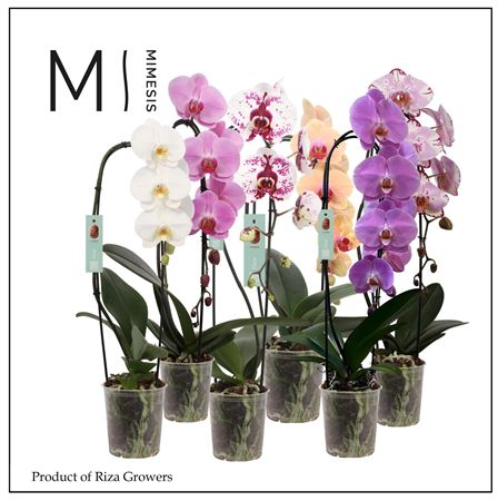 Phal 1st Casc Olga Mimesis